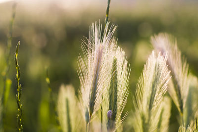 Close-up of stalks in field