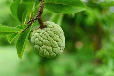 Custard apple branch on tree