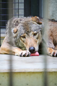 Close-up of a lion in a zoo