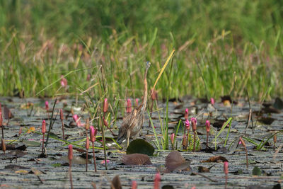 View of birds on grassy field