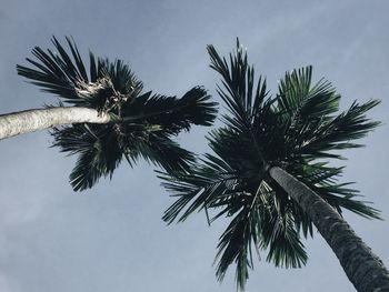 Low angle view of palm tree against sky