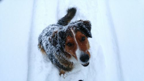 Portrait of dog on snow