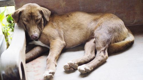 Close-up of a dog sleeping