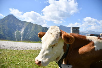 Cow standing on field against mountain range