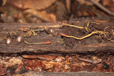 Close-up of wood