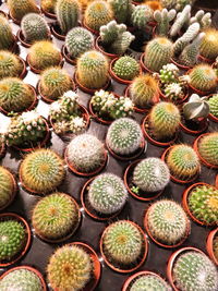 Full frame shot of plants