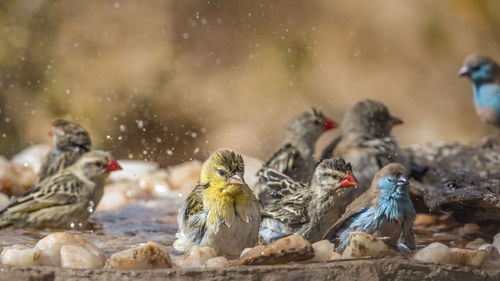 Close-up of birds in water