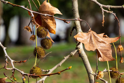 Close-up of dry leaves on branch