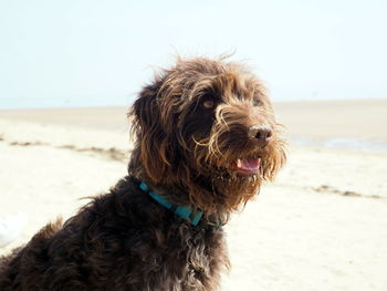 Close-up of a dog on the beach