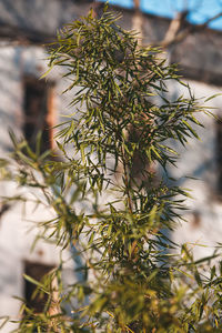 Close-up of plant