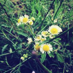 Close-up of yellow flowers