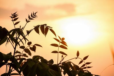 Low angle view of silhouette leaves against sky during sunset