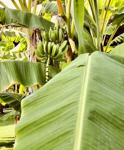 View of banana tree