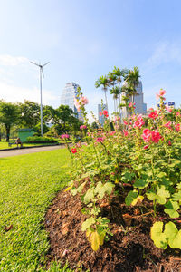 Flowering plants and trees on field against sky