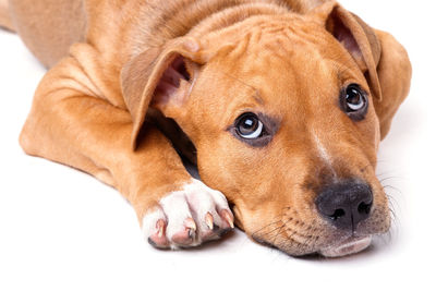 Close-up portrait of a dog