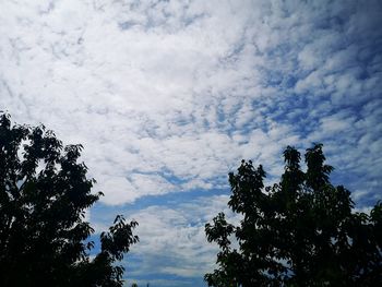 Low angle view of tree against sky