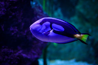 Close-up of fish swimming in sea