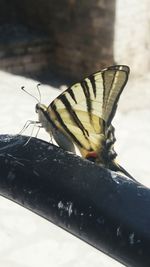 Close-up of butterfly perching on leaf