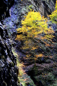 Moss growing on rock in forest