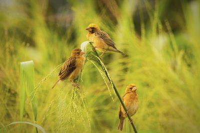 Close-up of sparrow perching on grass