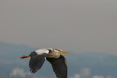Spotting a heron at the lake of constance in altenrhein in switzerland 28.4.2021