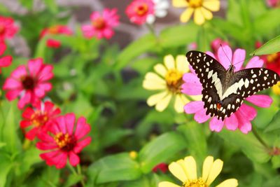 Butterfly on pink flower