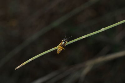 Close-up of insect on blade of grass