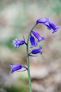 Close-up of purple flowering plants on land