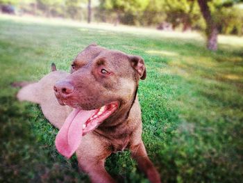 Dog sticking out tongue on field