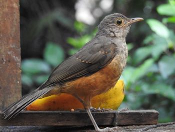 Close-up of bird looking away