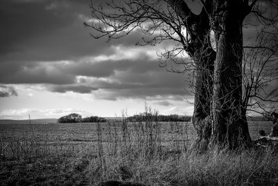 Bare trees on field against sky