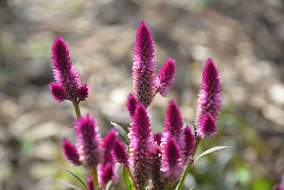 Close-up of pink flowering plant