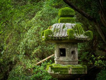 Moss covered stone lantern at park