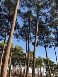 Low angle view of trees on beach against sky