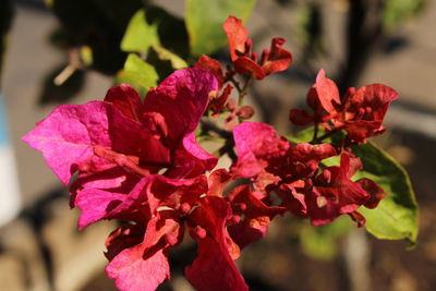 Close-up of pink flowering plant