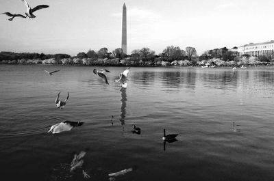 Swans swimming in lake