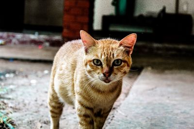 Close-up of cat