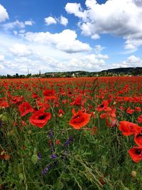 Scenic view of flowering field against sky