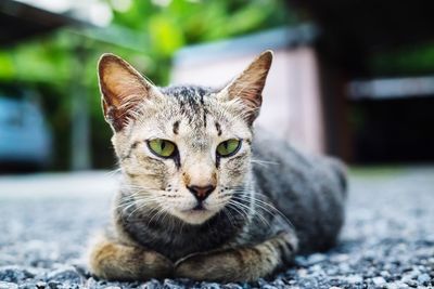 Close-up portrait of tabby cat