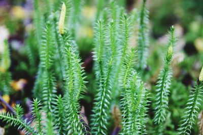 Close-up of fresh plants