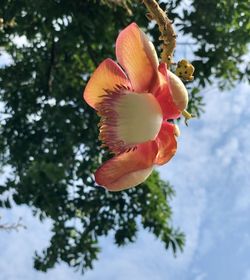 Low angle view of flowering plant against sky