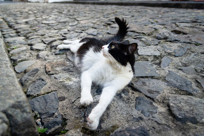 Docile and beautiful black and white cat, posing for the photo on the cobblestone streets .