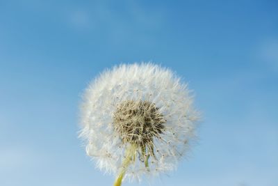 Close-up of dandelion against clear sky