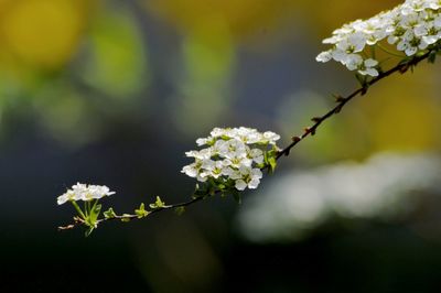 Close-up of white flowers