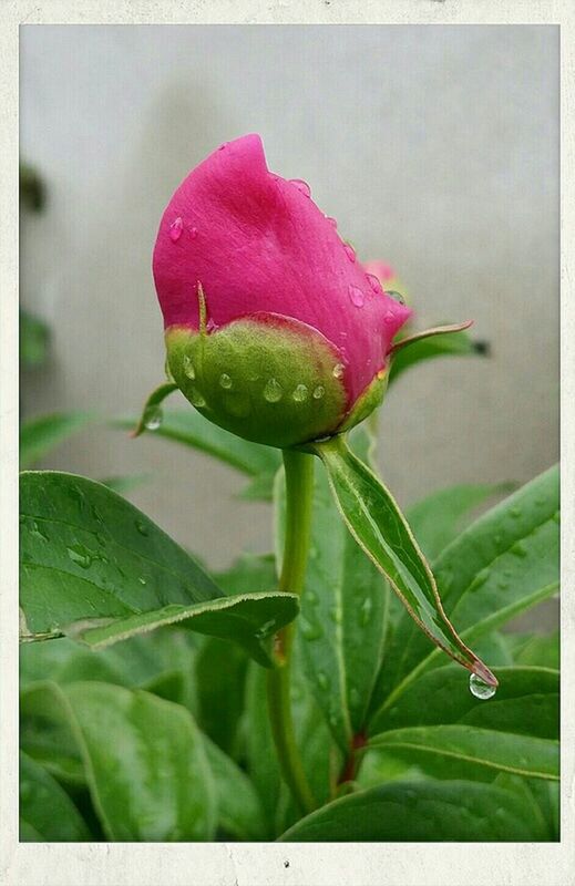 freshness, flower, growth, drop, fragility, water, close-up, beauty in nature, wet, petal, green color, plant, nature, leaf, focus on foreground, flower head, bud, transfer print, single flower, dew