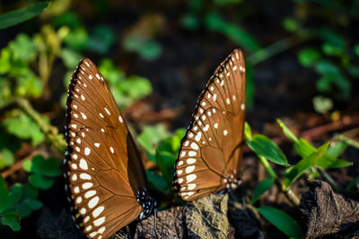 Close-up of butterfly on leaf