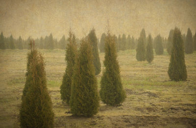 Sentinels in the fog. emerald green plants stand watch over this skagit valley farmland.