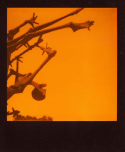 Silhouette plant against orange sky