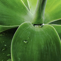 Close-up of water drop on leaf