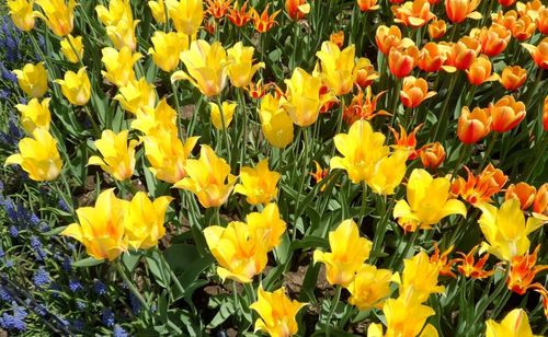 Close-up of yellow crocus flowers blooming in field